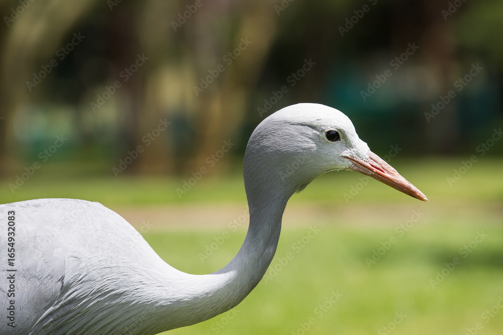 Fototapeta premium A portrait of a blue crane (Grus paradisea)