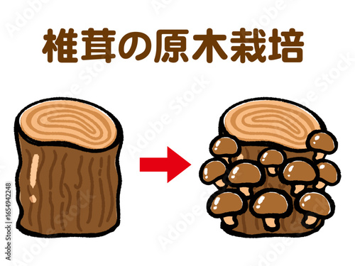 椎茸の原木栽培のイラスト素材