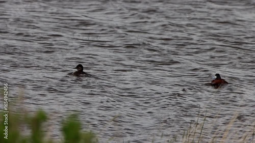 Ruddy Ducks swim in choppy water on a stormy day at Arapaho National Wildlife Refuge in Colorado