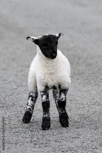 cute familiy of Scottish hi...
