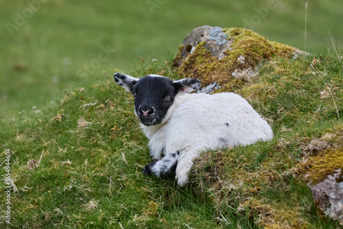 cute familiy of Scottish hi...