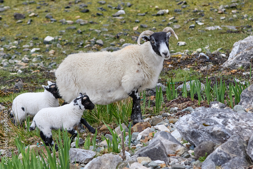 cute familiy of Scottish hi...
