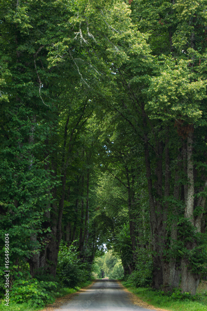 Fototapeta premium road through the forest, trees