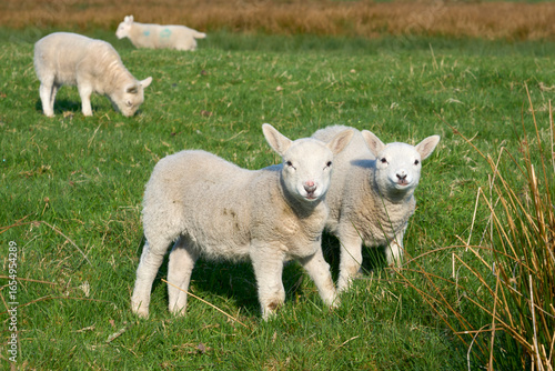 cute familiy of Scottish hi...