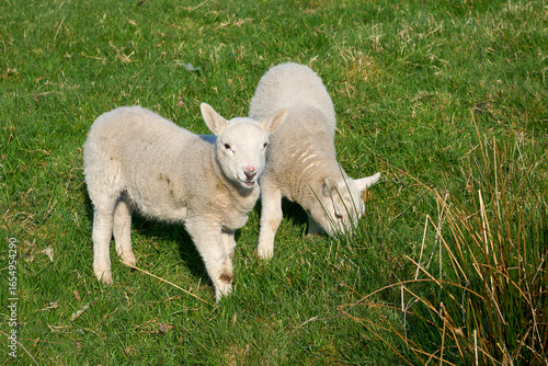 cute familiy of Scottish hi...