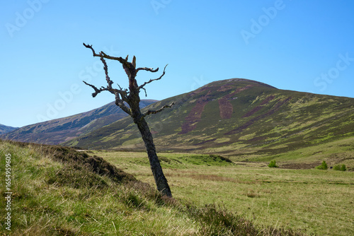 highland landscape in  the ...