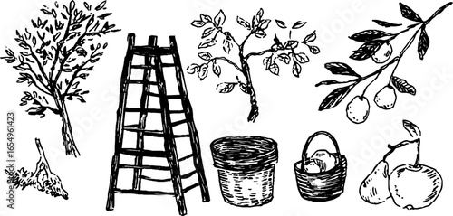 Black and white sketch collection of apple trees and baskets for design