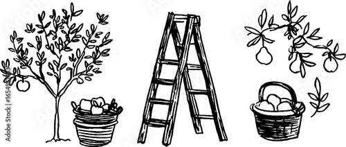 Black and white hand drawn apple harvest scene with orchard and ladder