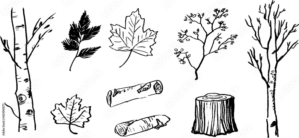 Black and white sketch collection of birch trees and leaves for nature design