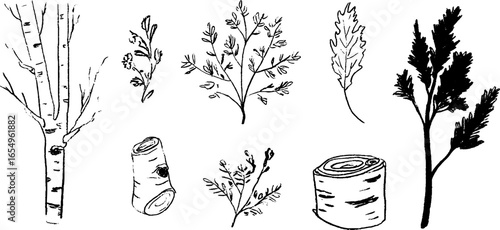 Hand drawn black and white birch tree sketch collection for nature and design projects