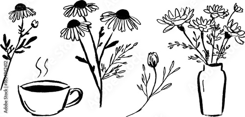 Black and white sketch collection of chamomile flowers and tea design for prints and cards