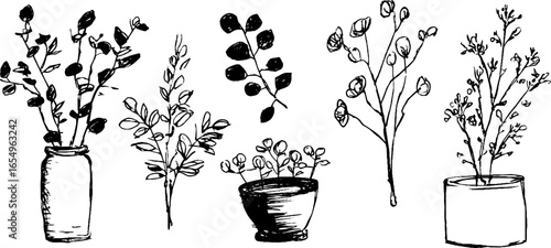 Black and white eucalyptus sketch collection for botanical design and art projects