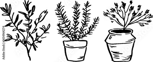 Hand drawn black and white sketch set of potted herbs for botanical art and design