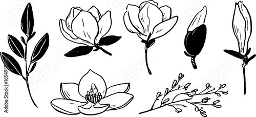 Hand drawn black and white magnolia flower sketch collection
