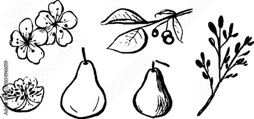 Hand drawn black and white pear and botanical sketch collection for design and decoration
