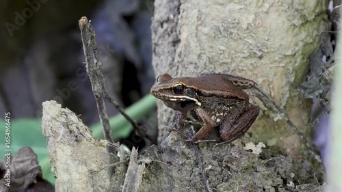 Small forest frog perched carefully on tree branch in jungle.this 4k resolution video was taken from Bangladesh.