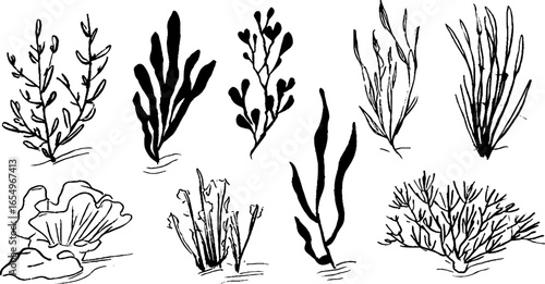 Black and white sketch collection of seaweed illustrations for design