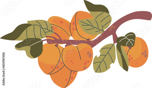 Ripe apricot fruit on branch