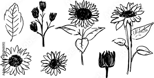 Black and white sketch collection of sunflower illustrations for creative design needs