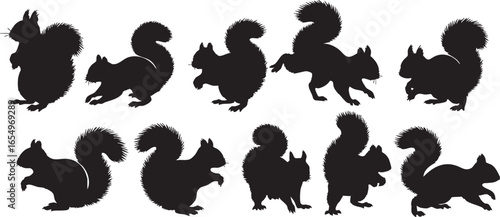Multiple silhouettes of squirrels in various poses on white, squirrel, squirrels, silhouette, animal, wildlife, nature, mammal, rodent, bushy tail, bushy tailed, tree dweller, forest dweller, park dwe