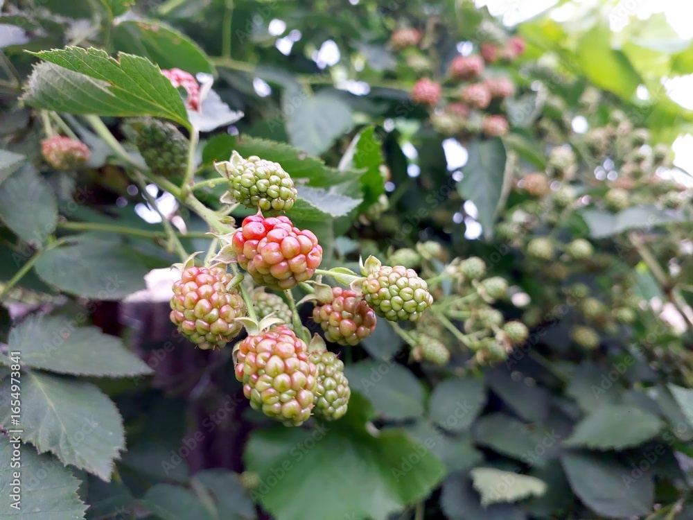 Blackberries Ripening on the Bush Under Warm Sunlight in a Garden During Late Summer Blackberries Ripening on the Bush Under Warm Sunlight in a Garden During Late Summer