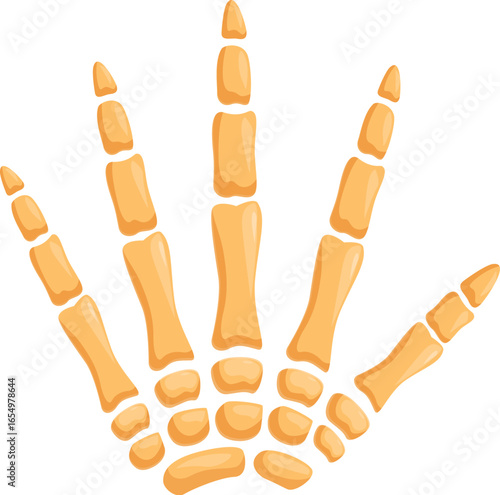 Realistic human hand bones anatomy showing metacarpus and phalanges