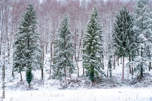 Winter landscape with snow on the trees