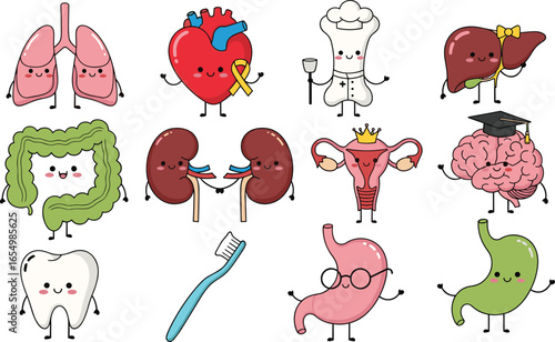 Cute human organ characters, cartoon anatomy set, smiling organs, heart, brain, lungs, stomach, liver, kidneys, intestines, uterus, tooth, educational vector