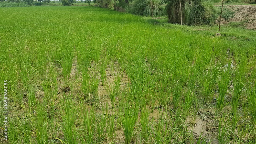Obraz premium A Vibrant Green Rice Paddy Field in a Rural Agricultural Landscape