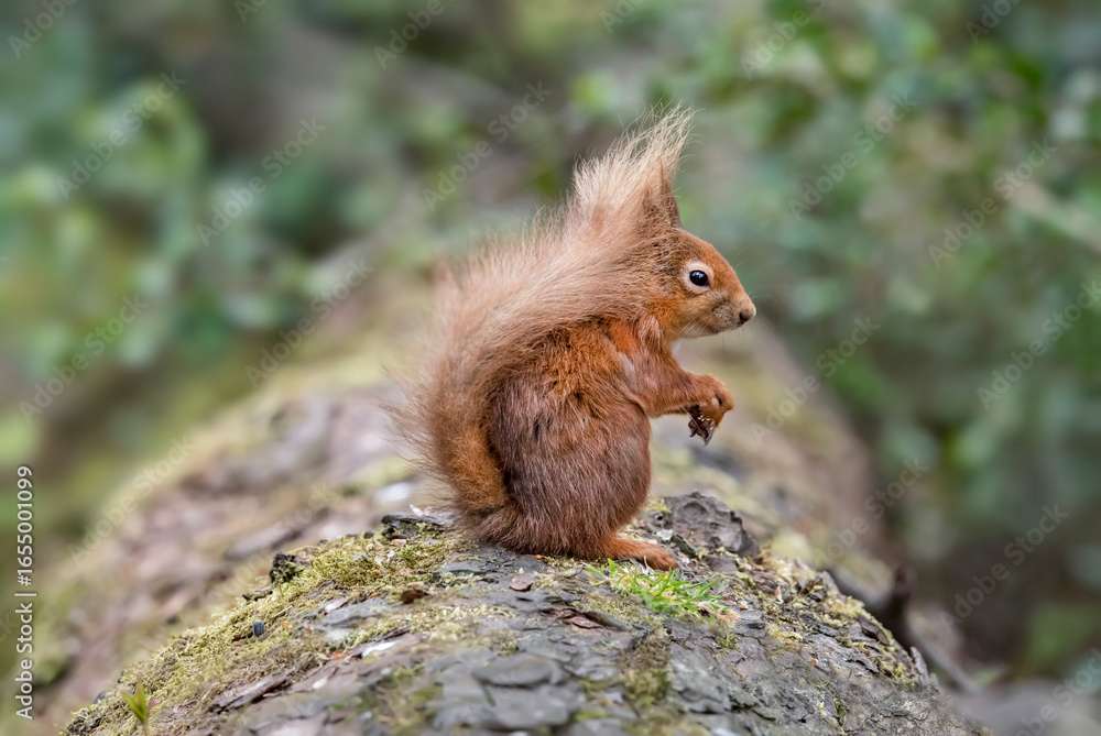 Fototapeta premium Generated image