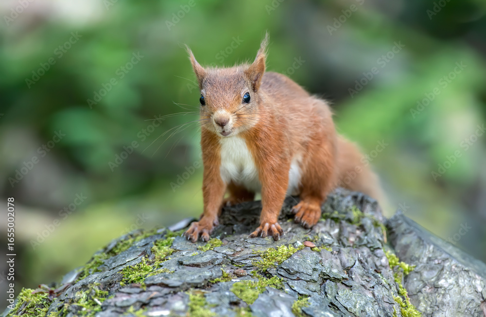 Naklejka premium Red Squirrel on a tree trunk in a forest, close up