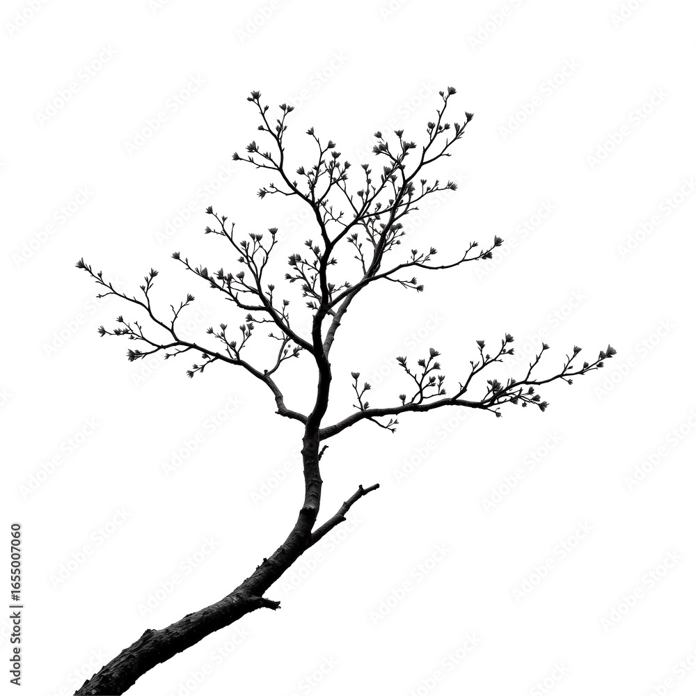 Fototapeta premium Elegant tree branch with delicate buds against a transparent background
