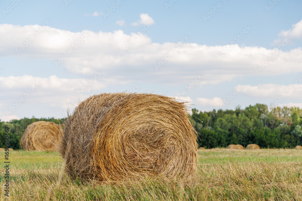 Hay rolls in a golden field Hay rolls in a golden field