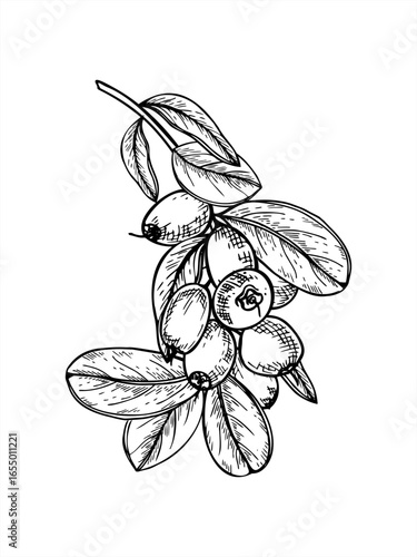 Monochrome blueberry branch with ripe berry bunch and leaves vector isolated illustration painted by black inks. Hand drawn berries on bush twig sketch for harvest design, horticultural guides