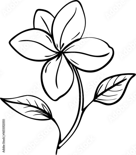 A delicate hand drawn line art illustration of a single subject