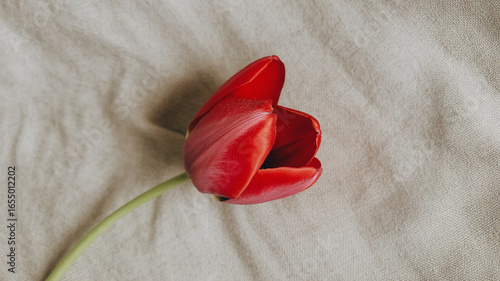 red tulips on wooden background