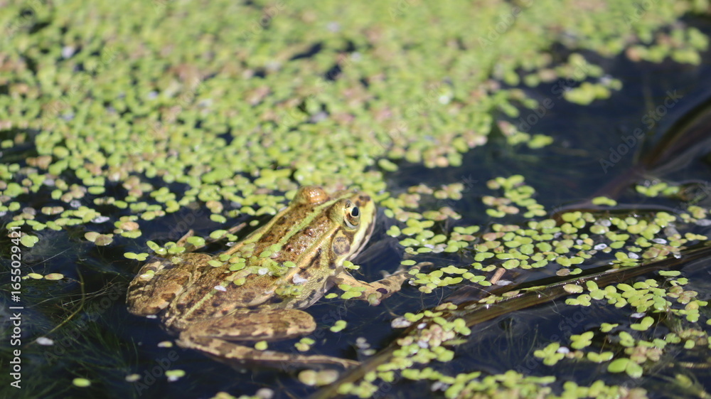 Obraz premium frog on a leaf