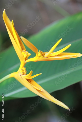grasshopper on yellow flower