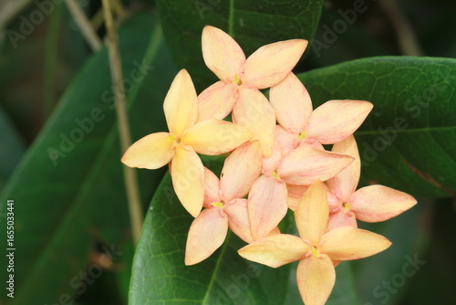 pink frangipani flower