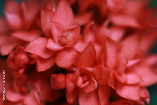 the beauty red flower