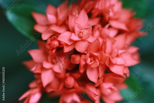 the beauty red flower