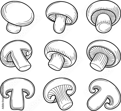 Various mushroom illustrations showing different views and cross sections food ingredient