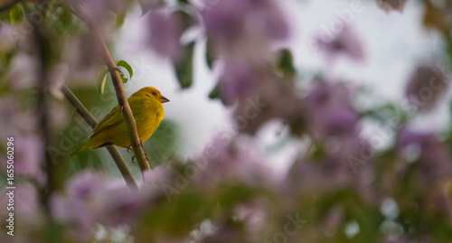 pajaro amarillo