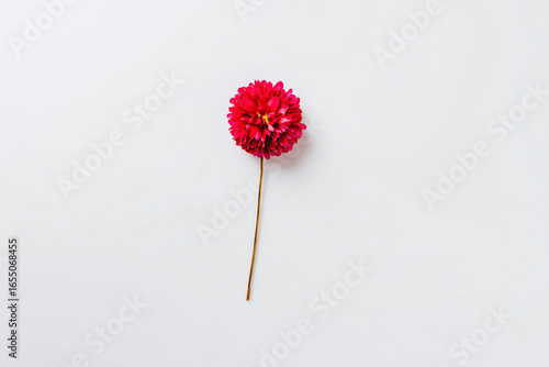 a single flower on a stick on a white surface