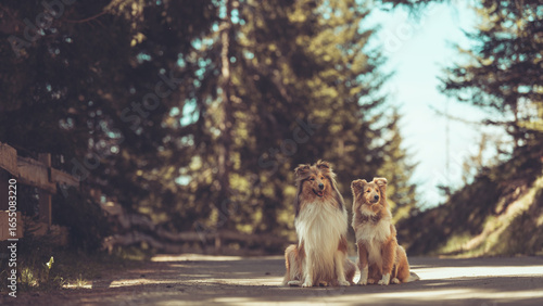 2 rough Collies sitzen im Wald zusammen mit blauem Himmel Var. 2