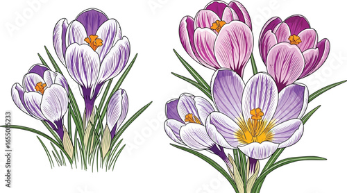 Vibrant spring crocus blooms bring natural beauty to any project