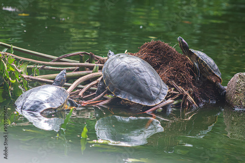 Hay tres tortugas descansando