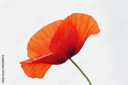 a single red poppy flower against a white background