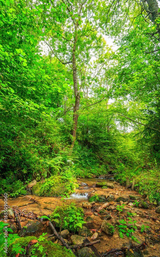 Fototapeta premium Picture of the Aguzou stream in the mountains of southern France with small waterfalls, rocks, forest and green vegetation. Very close to the small village of Escouloubre in the Pyrenees Mountains 