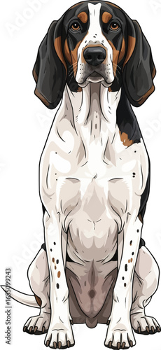 Ariegeois dog sitting alert facing front view vector illustration